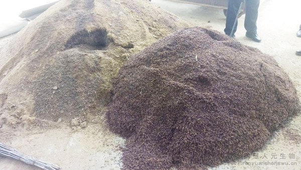 �u�S�ЙC(j��)��ԭ�ϰl(f��)��ǰ�󌦱ȈD