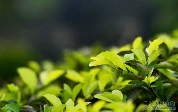 ����������a(ch��n)����ˇ���g(sh��)���O(sh��)��